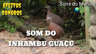 Som do Inhambu Guaçu [upl. by Shaylah]