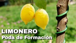 🍋CÓMO PODAR UN LIMONERO todo lo que necesitas saber 🍋 Poda de Formación de Cítricos✔️ [upl. by Elleinahc335]