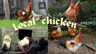 quotLocal chicken farm in a rural village areaquotLocalFarmRuralVillageChickenFarm SustainableFarming [upl. by Daisy]