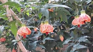 Abutilon striatum [upl. by Happ]