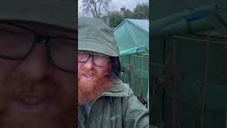 Preventing Storm Darragh Damage  UK allotment gardening [upl. by Adamek]