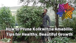 How to Prune Kolkwitzia Amabilis Tips for Healthy Beautiful Growth [upl. by Claudette]