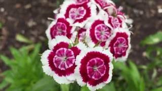 White Pink amp Red Pelargoniums Geraniums In Garden Geraniums Pelargoniums Gardening flowers [upl. by Neehs]