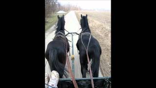 black lipizzaner stallions Conversano Clea amd Jampi [upl. by Ekez]