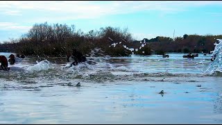 Oasi Ostia di Pino Ciociola [upl. by Nirak]