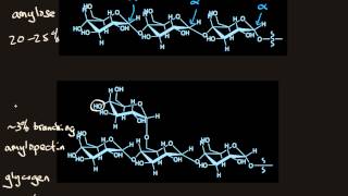 Polysaccharides [upl. by Ennaerb]