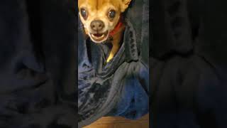 Chihuahua dog barking meme [upl. by Eleen]