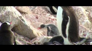 Antarctic Peninsula aboard mv Plancius [upl. by Casimir]