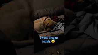 Toby the labs 1st sleep at home [upl. by Dilisio]