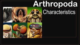 Arthropoda phylum characteristics [upl. by Artimid]