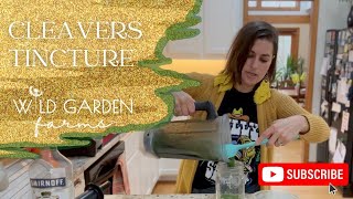 How to Make a Cleavers Tincture [upl. by Einaej]