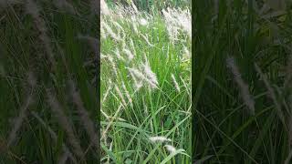 Imperata cylindrica commonly known as cogongrass [upl. by Patrizius]