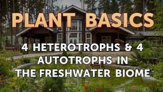 4 Heterotrophs amp 4 Autotrophs in the Freshwater Biome [upl. by Ariuqahs]