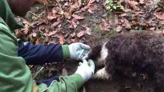 La ricerca del tartufo bianco  Siena Tartufi  Truffle hunting Tuscany [upl. by Calvert202]