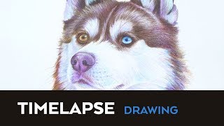 Husky Timelapse Drawing with Arteza Expert Colored Pencils [upl. by Wilden]