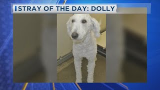 Stray of the Day Dolly [upl. by Sankey314]