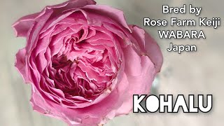 KOHALU ROSE plant by WABARA Rose Farm Keiji Kunieda 和バラ 小春 こはる [upl. by Fernande209]