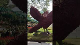 Mysore flower show  chilli bird  2024 [upl. by Assenal]