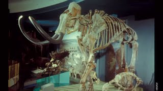 The Extinct Ice Age Mammals of North America [upl. by Lipski75]