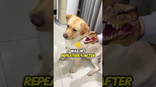 Dog Teased So Much It’s Too Scared to Eat [upl. by Eddi]