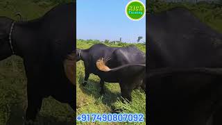 Hari Bhai gadhvi ki pure banni buffalo 5 👌🥰 bannibuffalo short ytshort [upl. by Ytima]