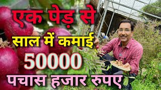 इस लोंगान की वैरायटी से एक पेड़ से साल में कमाई होगी 50000 हजार रूपए  Ruby Longan Growing tips [upl. by Strephonn]