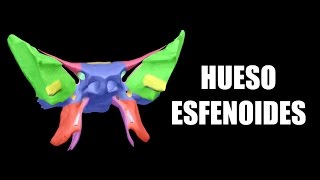 Hueso Esfenoides 3D  AnatomíaMD [upl. by Hope]