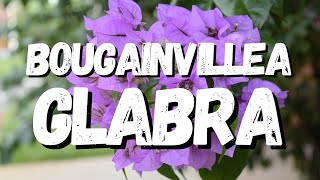 Bougainvillea Glabra Guia Completo Desta Planta [upl. by Dlawso]