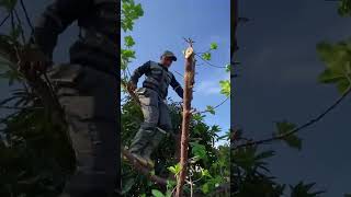 Cutting down big trees clean up house cleaningup cuttingdowntrees cuttingtrees cleanup [upl. by Cleve347]