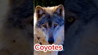 Todo sobre coyotes curiosidades nature animals [upl. by Garek]