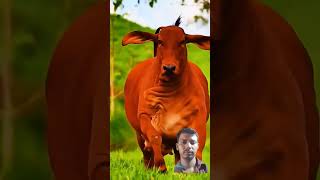 bull dairyanimals animals cowcows farming cow cowes farmer haiderhaiderrecords cowcow [upl. by Eesdnil]