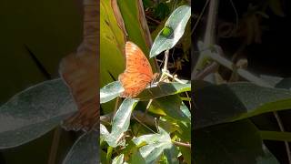 Gulf Fritillary Butterfly [upl. by Sinnel]