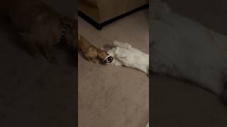 Great Pyrenees VS Australian Terrier  Dogs Playing [upl. by Keith]