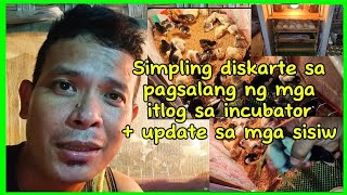 Pagsalang ng mga itlog sa diy incubator  update sa mga sisiw [upl. by Ybsorc]