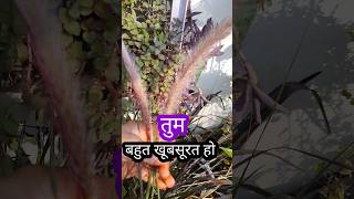 एक घास जो आपको भी दीवाना बना दे 😍 Pompom Grass fountain fabbara shortvideo shorts [upl. by Aihsyla]