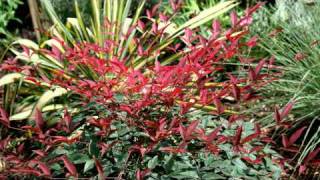 Red New Growth In Spring Summer And Autumn Ground Cover  FLIRT [upl. by Nylirehc]