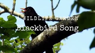 Blackbird Song [upl. by Chrystel]