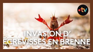 Invasion décrevisses de Louisiane en Brenne [upl. by Omidyar298]