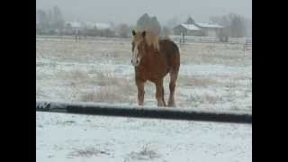 Belgian Draft Horse Walks [upl. by Player]