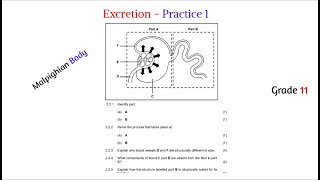 Excretion grade 11  practice 1 [upl. by Meggy]