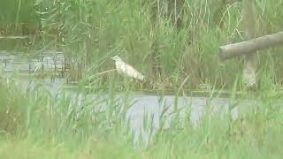 Squacco Heron Pagham Harbour 31072022 [upl. by Bravin]