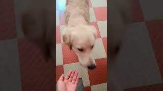 Bero music remix bass bassboosted beats goldenretriever rajputkechore doglover goldenretr [upl. by Symer]