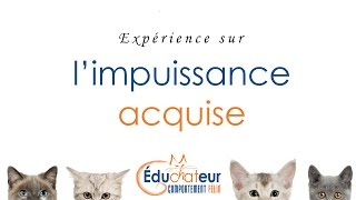 LIMPUISSANCE ACQUISE  Expérimentation [upl. by Assecnirp]