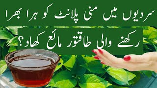 liquid fertilizer for money plant money plant ke liye best fertilizer [upl. by Mariana260]