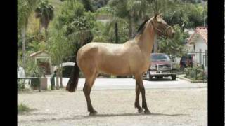 RANCHO LOS JIMENEZFOR SALE BAYOSBUCKSKINANDALUSIAN PRE [upl. by Aivital48]