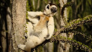 Sifaka Madagascar’s Leaping Lemur [upl. by Ennovihc]