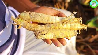 கூகை கிழங்கு பயன்கள்  Arrowroot in Tamil  ஆரா ரூட் கிழங்கு நன்மைகள்  Arrowroot benefits in Tamil [upl. by Acinonrev336]