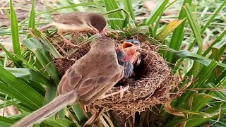 Bar winged prinia Baby Birds Feedingbird baby [upl. by Nassir]