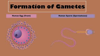 Formation of Gametes Gametogenesis Chapter14 Reproduction  Class 10 [upl. by Adnahsat295]