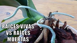 Raíces Vivas vs Raíces Muertas en Orquídeas  Orquiplanet [upl. by Ammamaria]